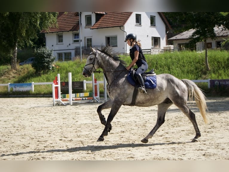KWPN Gelding 6 years 16,1 hh Grey-Dapple in Bad Wurzach