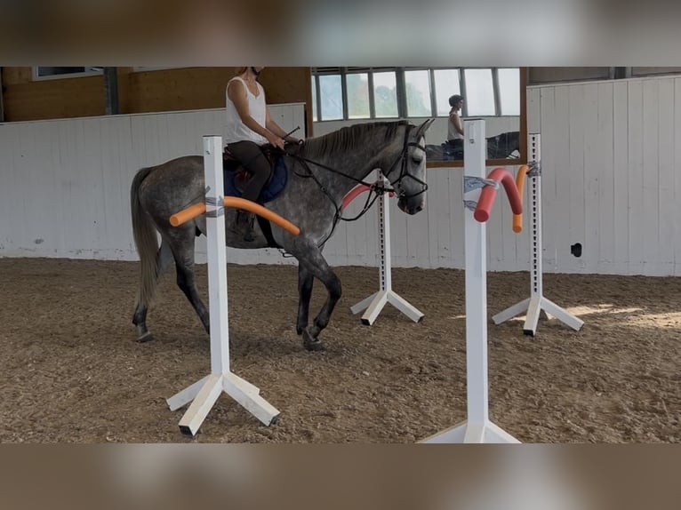 KWPN Gelding 6 years 16,1 hh Grey-Dapple in Bad Wurzach