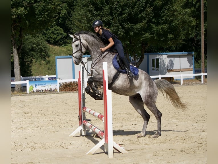 KWPN Gelding 6 years 16,1 hh Grey-Dapple in Bad Wurzach