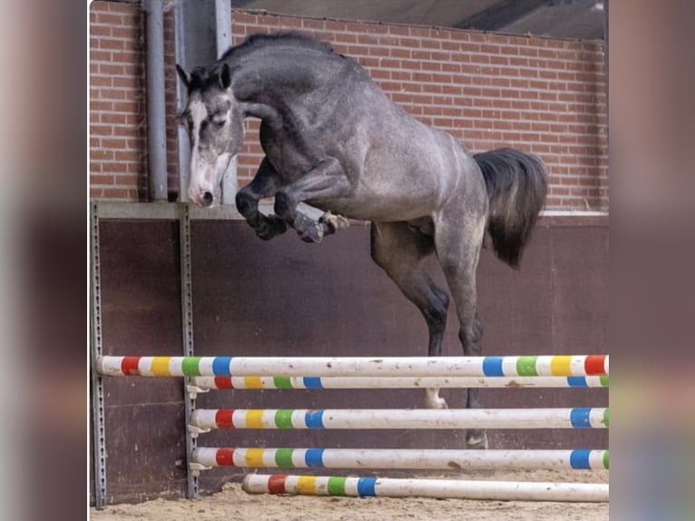 KWPN Gelding 6 years 16,1 hh Grey in Bad Wurzach