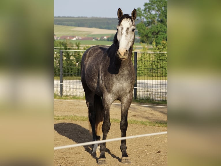 KWPN Gelding 6 years 16,1 hh Grey in Bad Wurzach