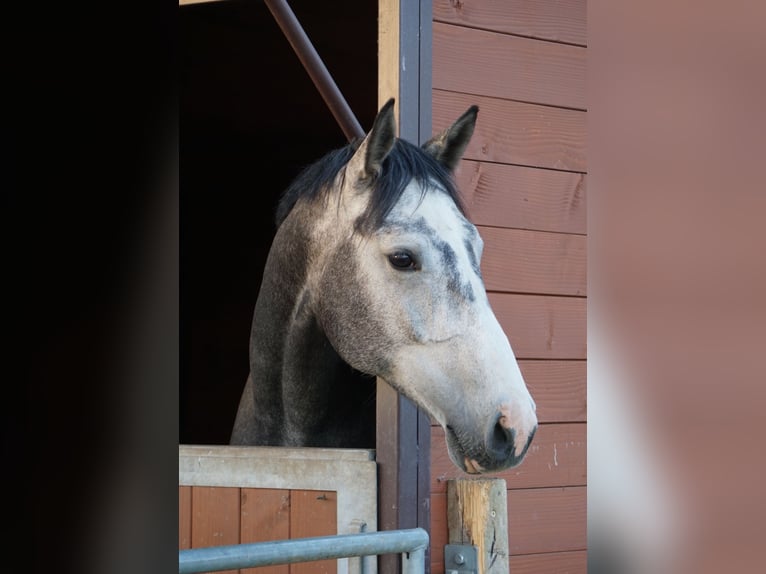 KWPN Gelding 6 years 16,1 hh Grey in Bad Wurzach