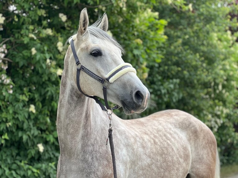 KWPN Gelding 6 years 16,1 hh Grey in Königsbach-Stein