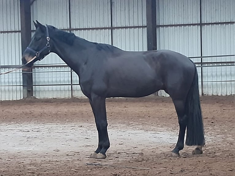 KWPN Gelding 6 years 16,1 hh Smoky-Black in DiepenveenD