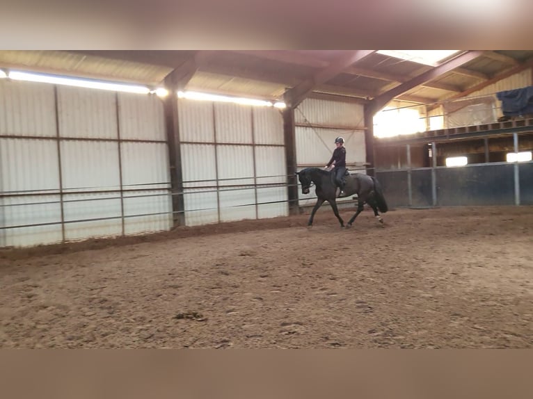 KWPN Gelding 6 years 16,1 hh Smoky-Black in DiepenveenD