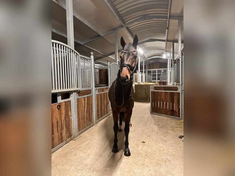 KWPN Gelding 6 years 16,2 hh Bay-Dark in Leipzig