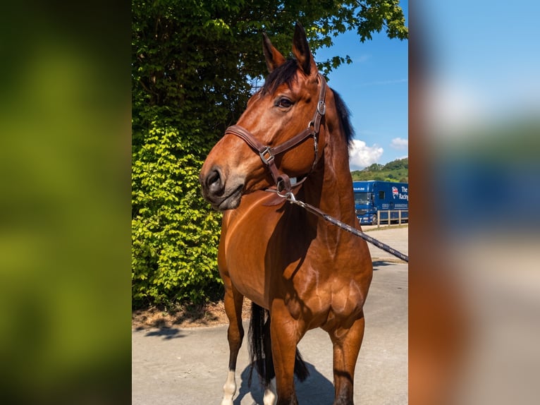 KWPN Gelding 6 years 16,2 hh Bay-Dark in Notre dame d'Estrées