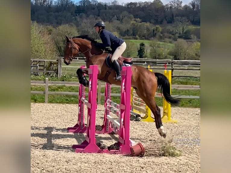 KWPN Gelding 6 years 16,2 hh Bay-Dark in Notre dame d'Estrées