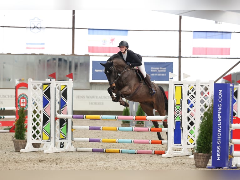 KWPN Gelding 6 years 16,2 hh Bay-Dark in Negernbötel