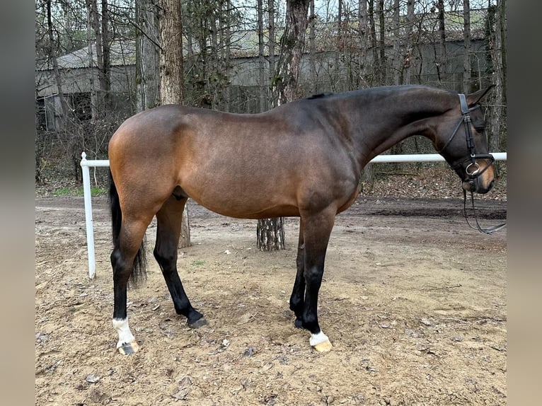 KWPN Gelding 6 years 16,2 hh Bay in Kiskunhalas