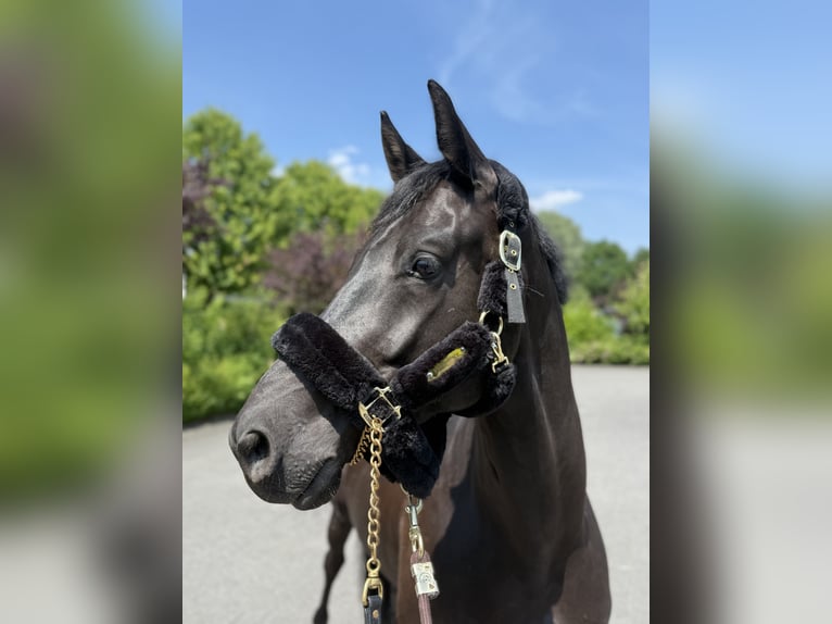 KWPN Gelding 6 years 16,2 hh Black in Kerpen