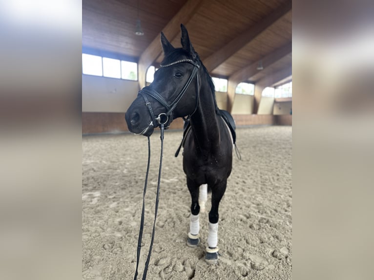 KWPN Gelding 6 years 16,2 hh Black in Kerpen