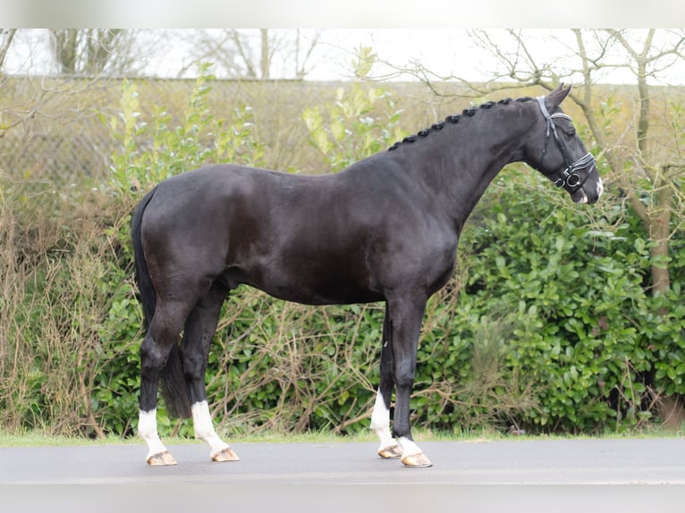 KWPN Gelding 6 years 16,2 hh Black in Oosterhout