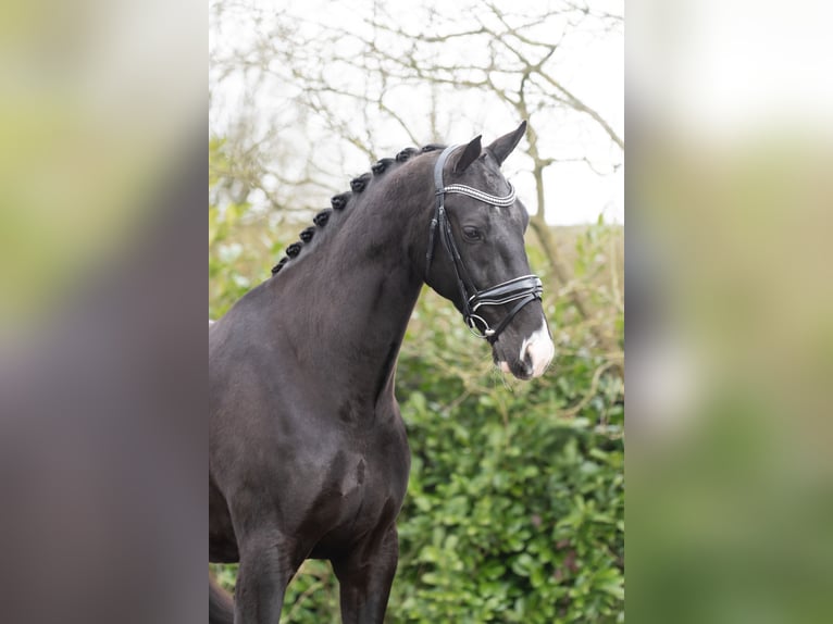 KWPN Gelding 6 years 16,2 hh Black in Oosterhout