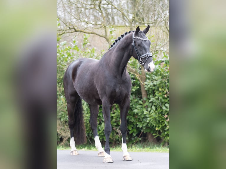 KWPN Gelding 6 years 16,2 hh Black in Oosterhout