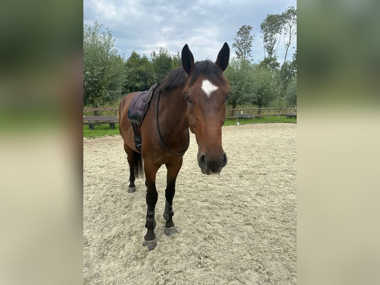 KWPN Gelding 6 years 16,2 hh Brown in Hellevoetsluis