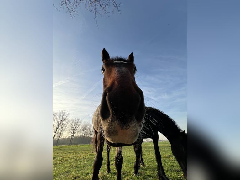 KWPN Gelding 6 years 16,2 hh Brown in Hellevoetsluis