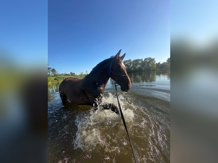 KWPN Gelding 6 years 16,2 hh Brown in Hellevoetsluis
