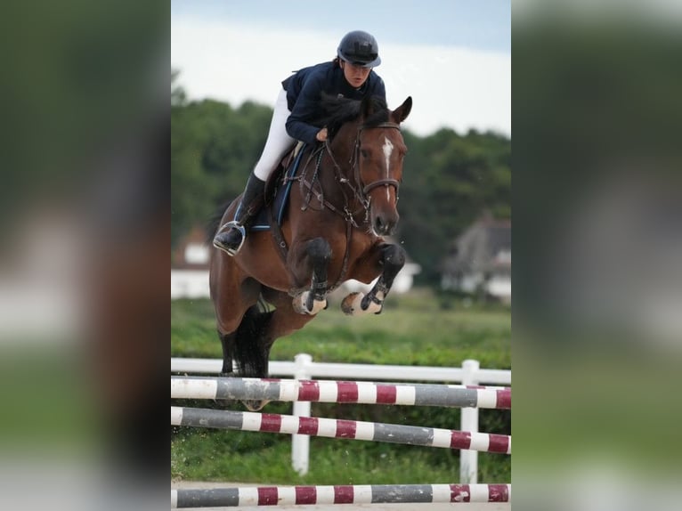 KWPN Gelding 6 years 16,2 hh Brown in Pontarlier