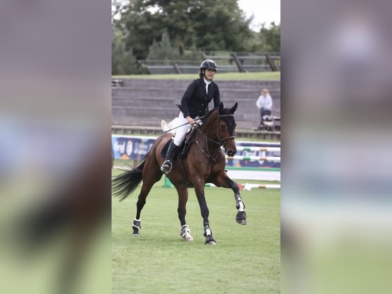 KWPN Gelding 6 years 16,2 hh Brown in Pontarlier