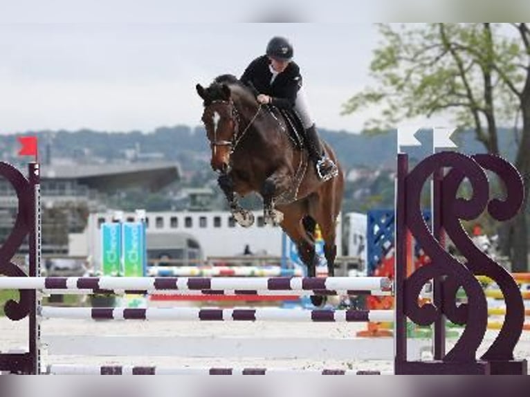KWPN Gelding 6 years 16,2 hh Brown in Pontarlier