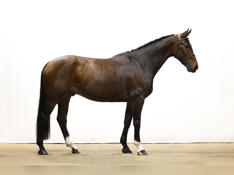 KWPN Gelding 6 years 16,2 hh Brown in Waddinxveen