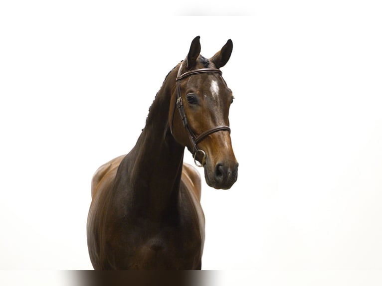 KWPN Gelding 6 years 16,2 hh Brown in Waddinxveen