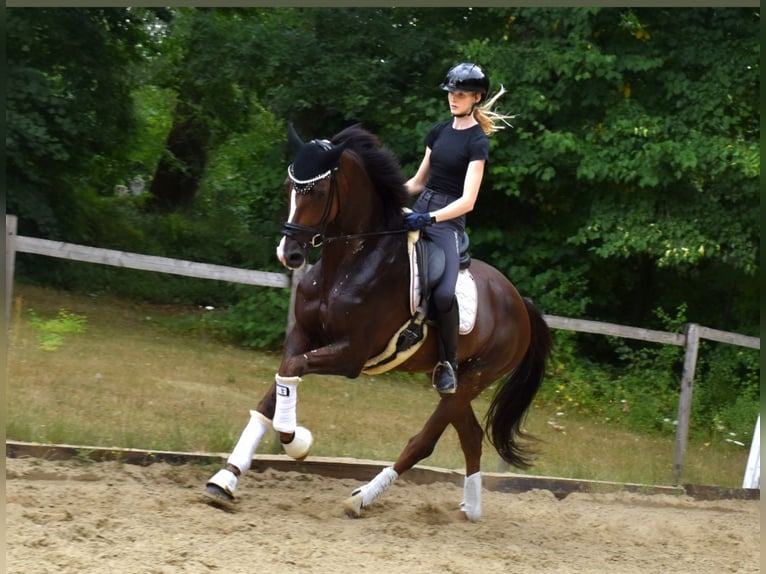 KWPN Gelding 6 years 16,2 hh Chestnut in Neuss