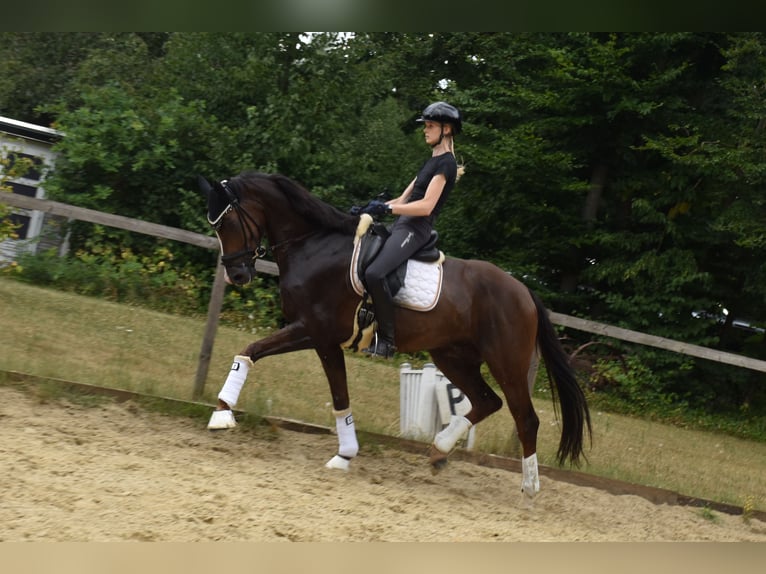KWPN Gelding 6 years 16,2 hh Chestnut in Neuss