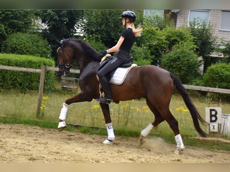 KWPN Gelding 6 years 16,2 hh Chestnut in Neuss