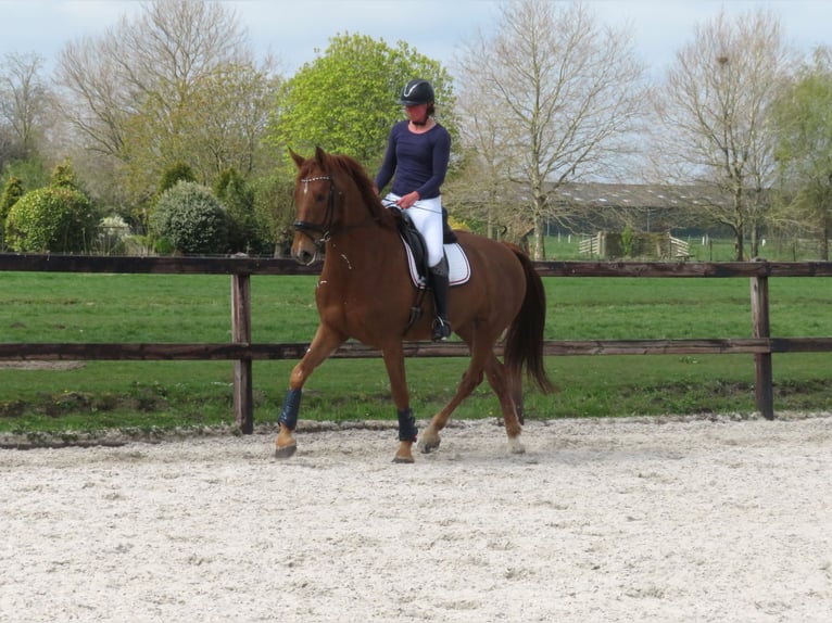 KWPN Gelding 6 years 16,2 hh Chestnut-Red in Groot-Ammers