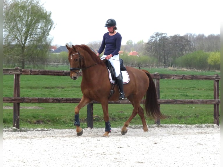 KWPN Gelding 6 years 16,2 hh Chestnut-Red in Groot-Ammers