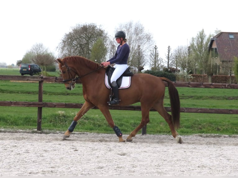 KWPN Gelding 6 years 16,2 hh Chestnut-Red in Groot-Ammers