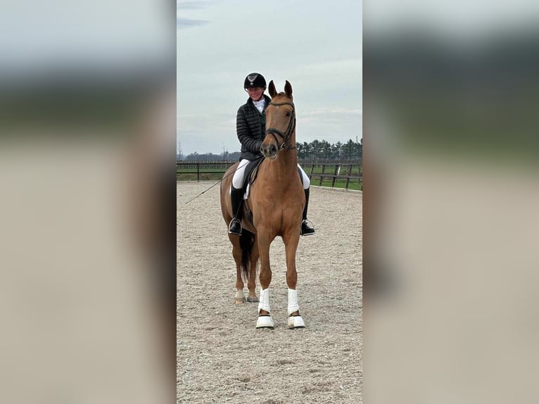 KWPN Gelding 6 years 16,2 hh Chestnut-Red in Groot-Ammers