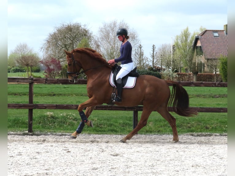 KWPN Gelding 6 years 16,2 hh Chestnut-Red in Groot-Ammers
