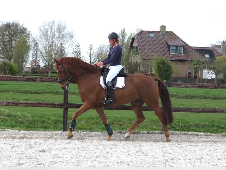 KWPN Gelding 6 years 16,2 hh Chestnut-Red in Groot-Ammers