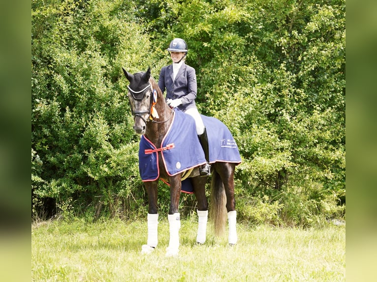 KWPN Gelding 6 years 16,2 hh Grey in Hohenfelde