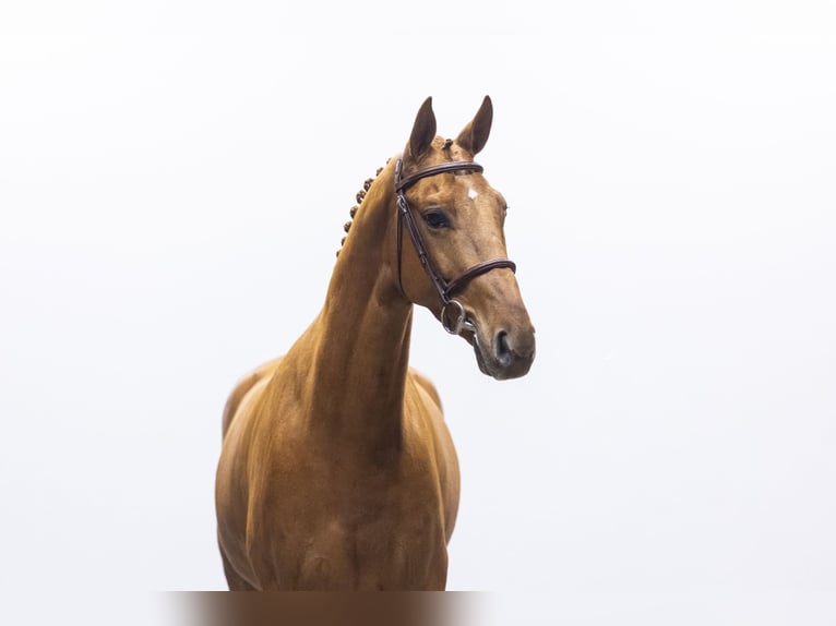 KWPN Gelding 6 years 16,2 hh  in Waddinxveen