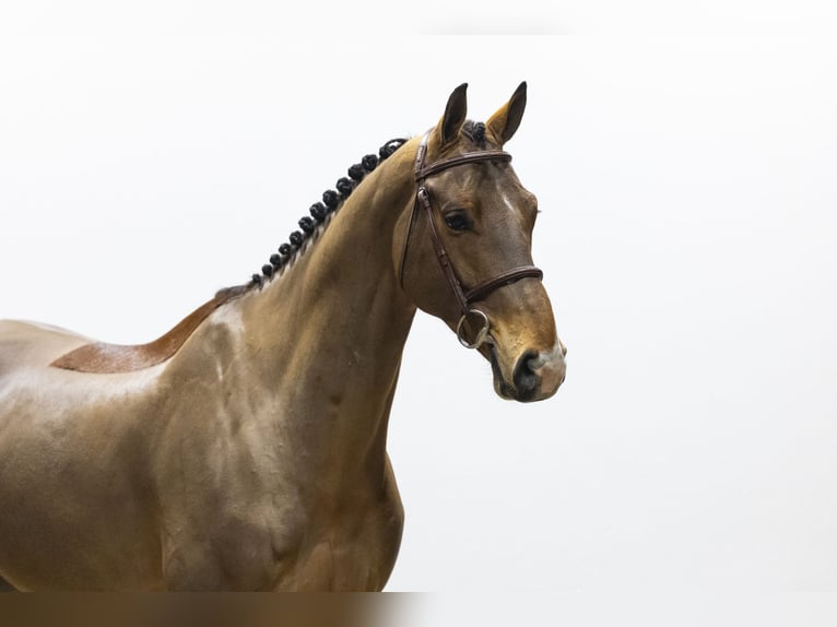 KWPN Gelding 6 years 16,2 hh  in Waddinxveen