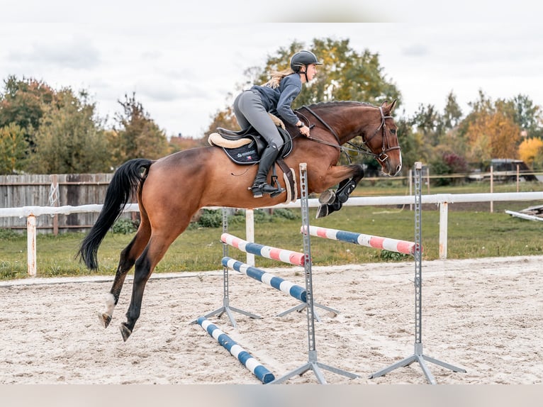 KWPN Gelding 6 years 16,2 hh in Zduchovice