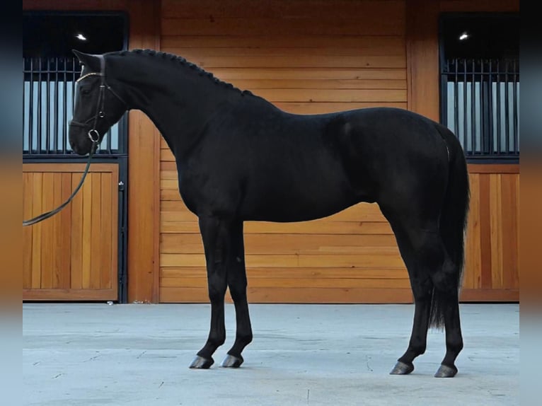 KWPN Gelding 6 years 16,2 hh Smoky-Black in Zalal&#xF6;v&#x151;