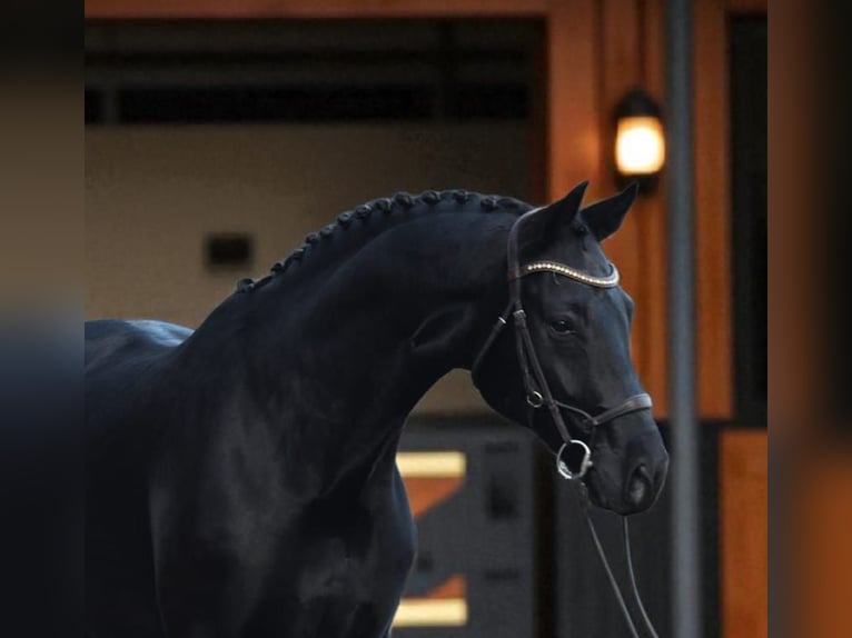 KWPN Gelding 6 years 16,2 hh Smoky-Black in Zalal&#xF6;v&#x151;