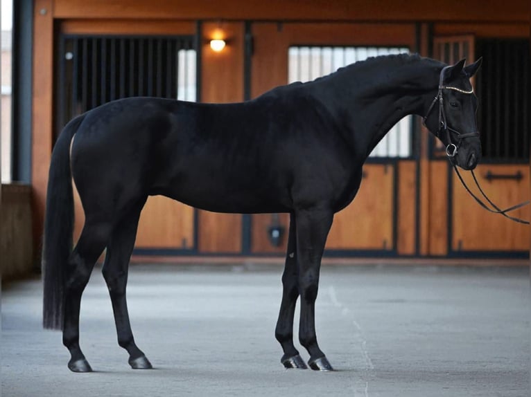 KWPN Gelding 6 years 16,2 hh Smoky-Black in Zalal&#xF6;v&#x151;