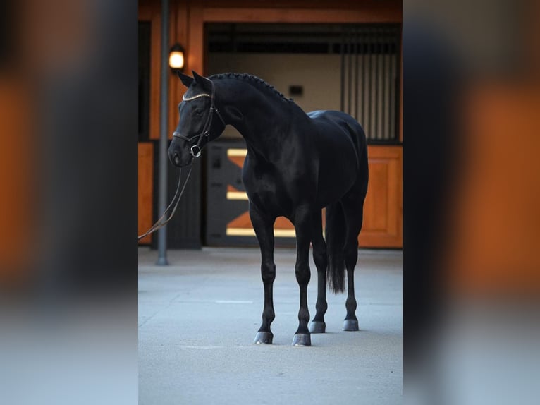 KWPN Gelding 6 years 16,2 hh Smoky-Black in Zalal&#xF6;v&#x151;