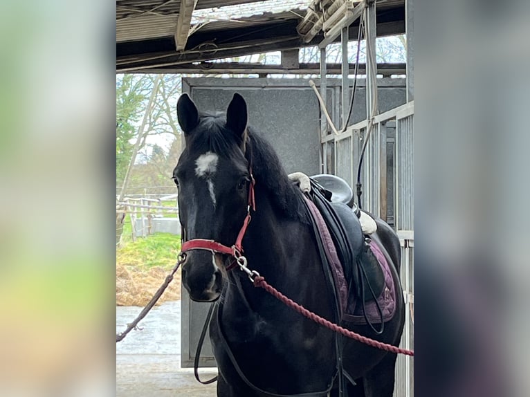 KWPN Gelding 6 years 16,3 hh Black in Landgraaf
