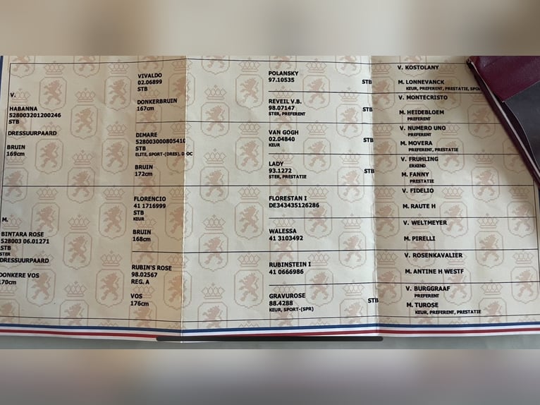 KWPN Gelding 6 years 16,3 hh Smoky-Black in M&#xF3;r