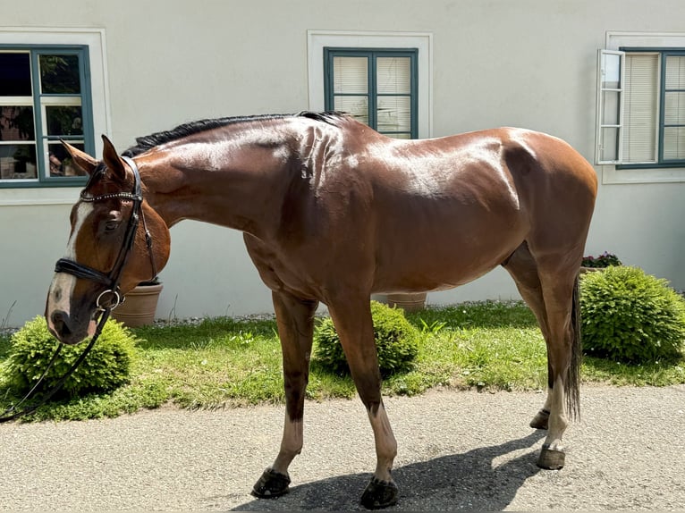 KWPN Gelding 6 years 17.1 hh Brown in Stockerau