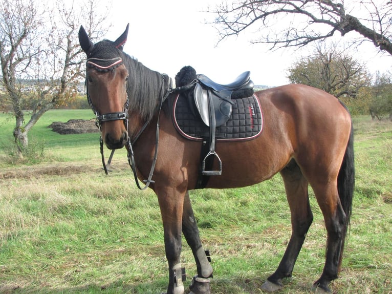 KWPN Gelding 6 years 17,1 hh Brown in Halsenbach