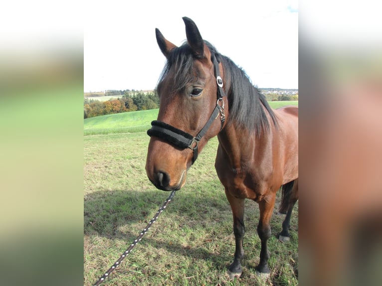 KWPN Gelding 6 years 17,1 hh Brown in Halsenbach