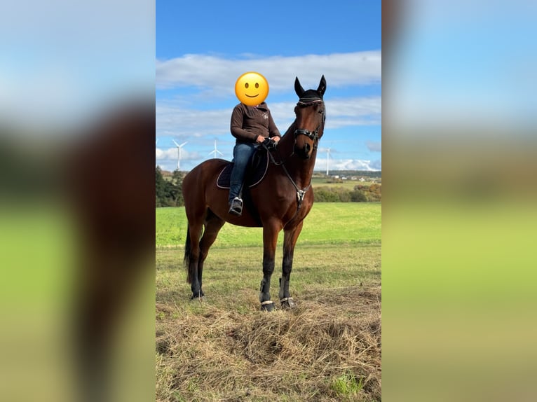 KWPN Gelding 6 years 17,1 hh Brown in Halsenbach